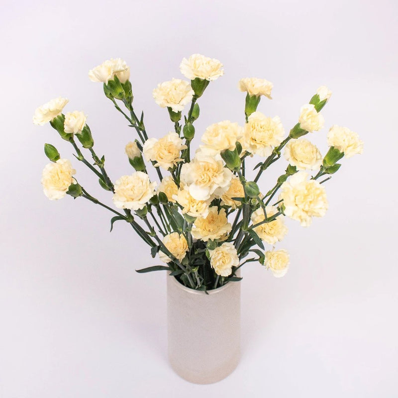 Cream Mini Carnation Flower Bunch in Vase