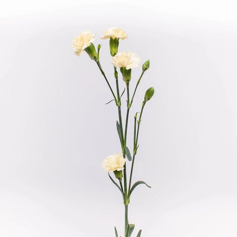 Cream Mini Carnation Flower Stem