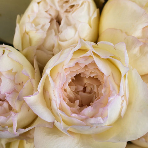 Cream Piaget Garden Rose Flower Up Close