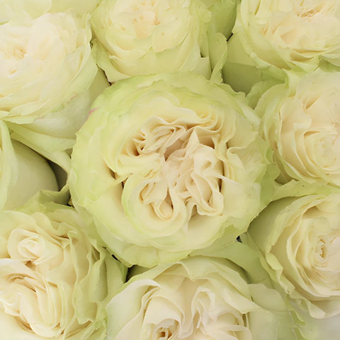 Creamy Ivory Roses up close