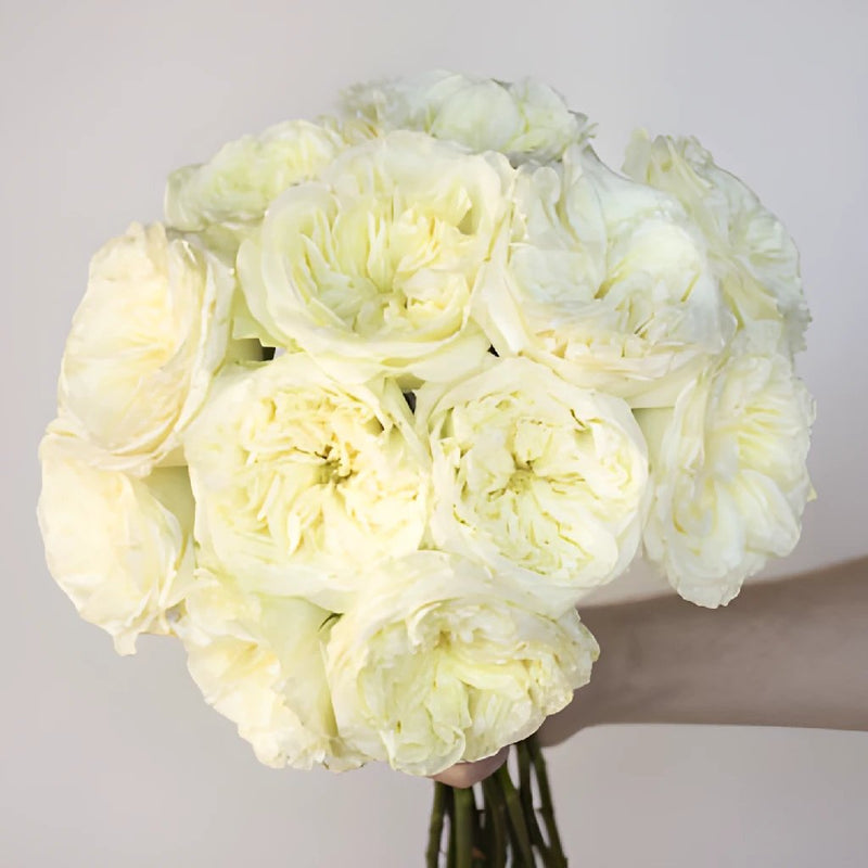 Creamy Ivory Peony Wholesale Rose Bunch in a hand