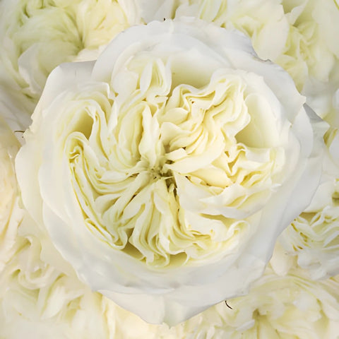 Creamy Ivory Peony Roses up close