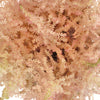Creamy Pink Astilbe Flower May to October