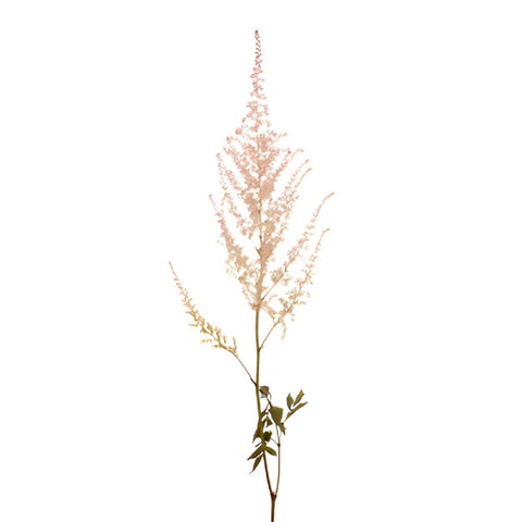 Creamy Pink Astilbe Flower May to October
