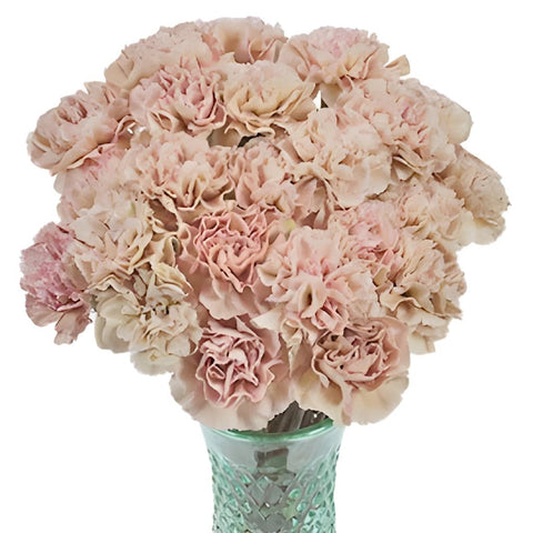 Creola Dusty Rose Carnation Flowers In a vase