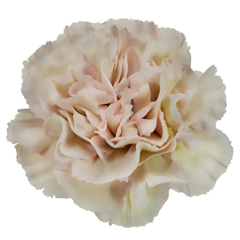 Creola Dusty Rose Carnation Flower Bloom