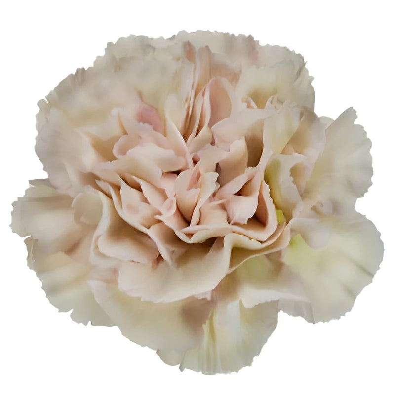 Medium Free-Form Bridal Bouquet in Dusty Rose & Cream