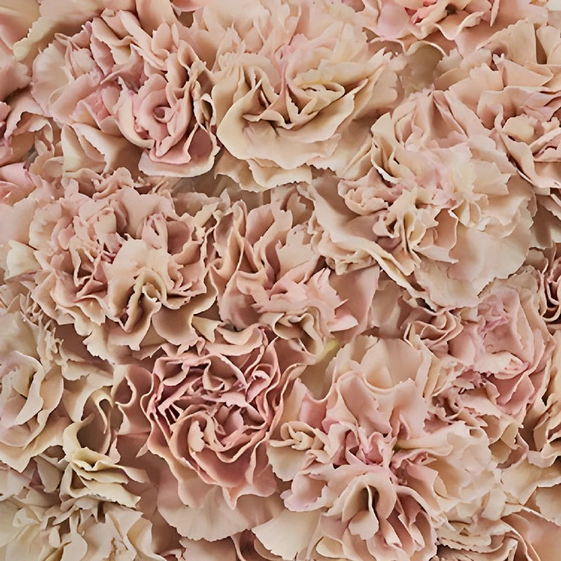 Creola Dusty Rose Wholesale Carnations Up close