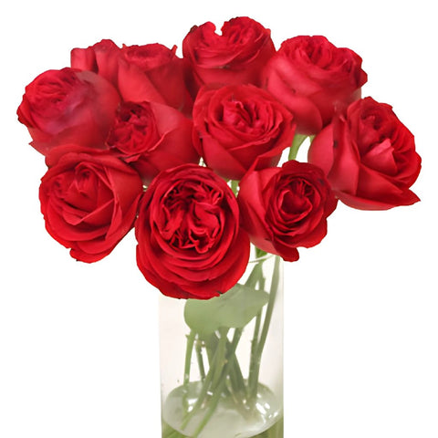 Crimson Tide Garden Wholesale Roses In a vase