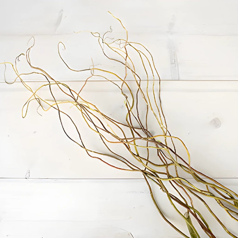 Curly Willow Tips - Wholesale - Blooms By The Box