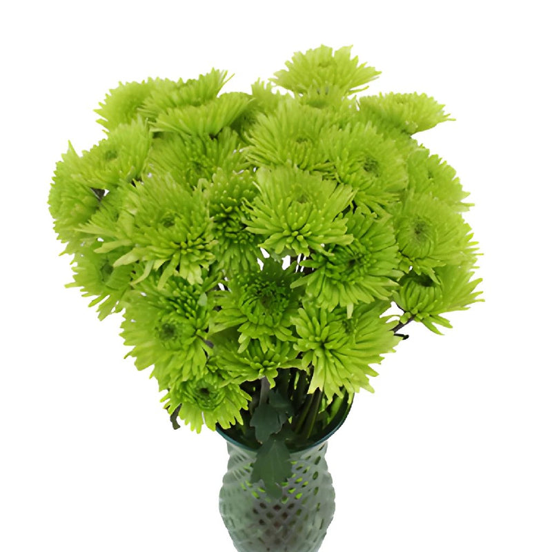 Granny Smith Green Pom Flower