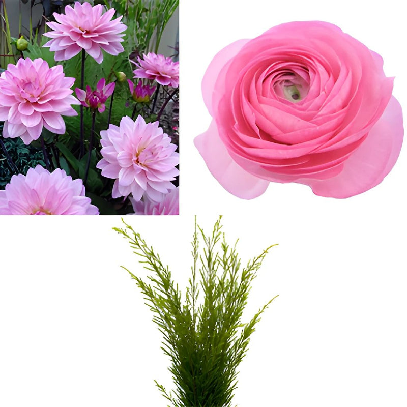 Dahlia and Ranunculus Pink DIY Flower Kit Bunch
