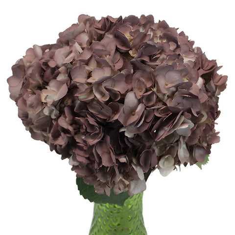Dark Chocolate Airbrushed Hydrangea Wholesale Flower in a Vase