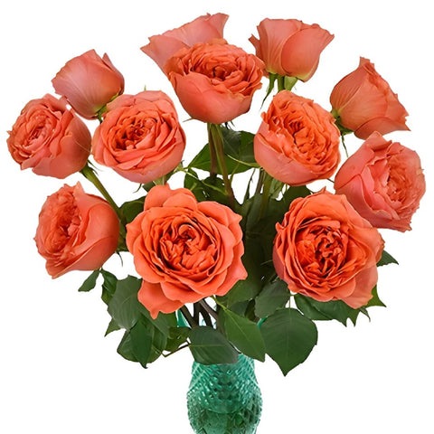 Dark Coral Garden Wholesale Roses In a vase
