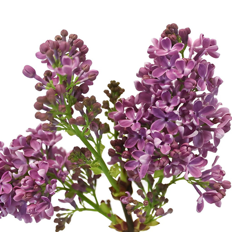lilac purple spring flower