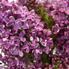 Premium Purple Lilac Flower