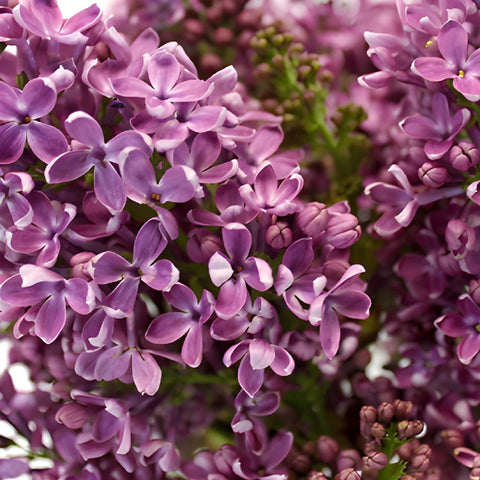 Designer Purple Lilac Flower