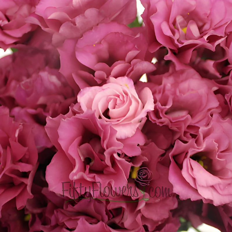 Dark Pink Lisianthus Wholesale Flower Upclose