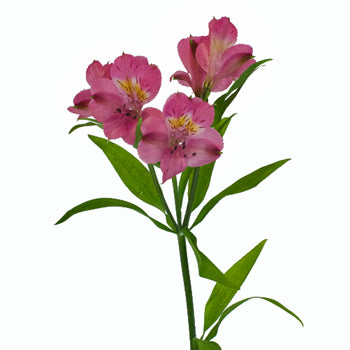 Dark Pink alstroemeria Wholesale Flower Stem