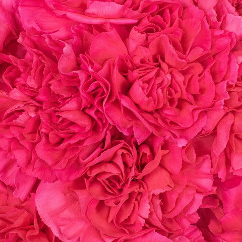 Dark Pink Carnation Flowers Up Close