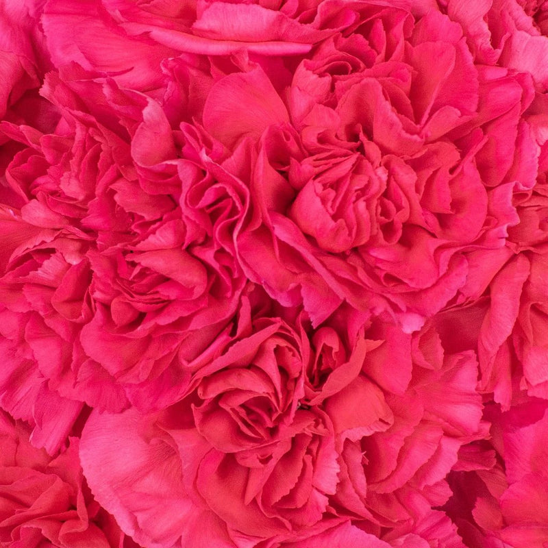 Dark Pink Carnation Flowers Up Close