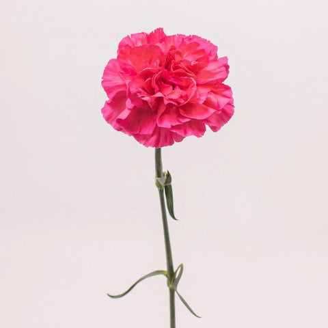 Dark Pink Carnation Flower Single Stem