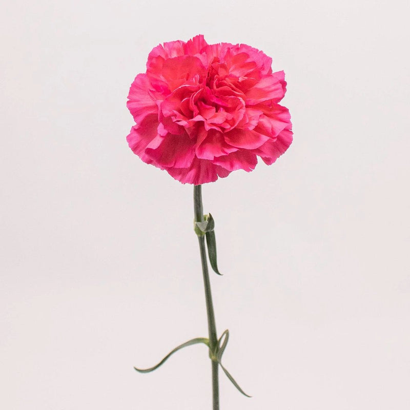 Dark Pink Carnation Flower Single Stem