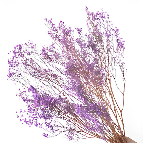 Dried Gypsophila Royal Purple