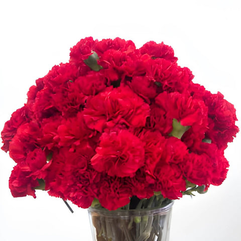 Darling Red Carnation Flowers In a vase