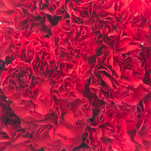 Darling Red Wholesale Carnations Up close