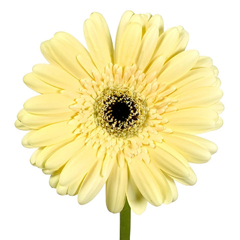 Gerbera Daisy Decafe Pale Yellow Wholesale Flower Up close