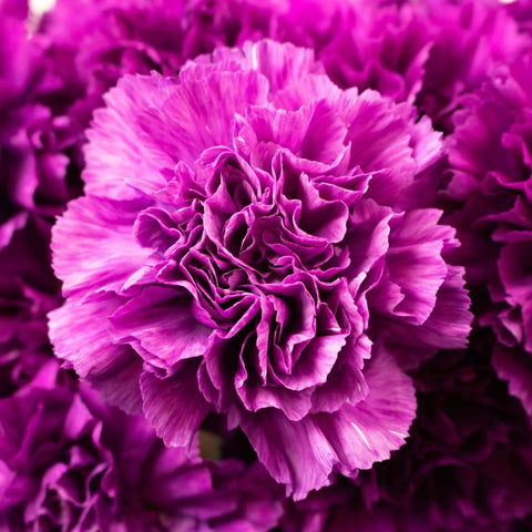 Deep Purple Carnations Up close