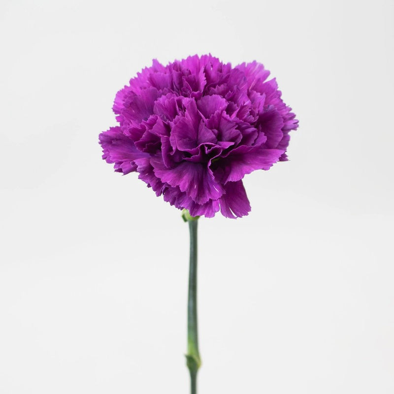 Deep Purple Carnation Flower Stem