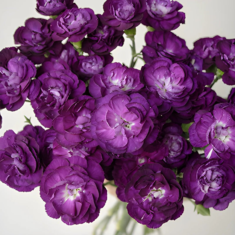 Deep Purple Mini Wholesale Carnations Up close