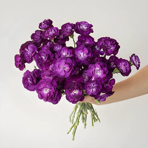 Deep Purple Mini Carnation Bunch in a hand