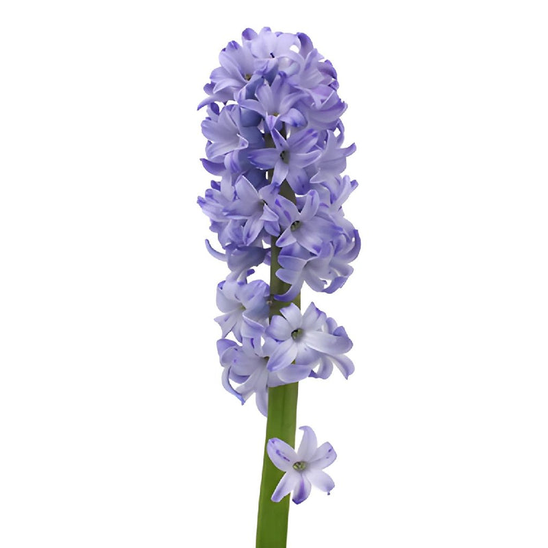 Hyacinth Lavender Flower