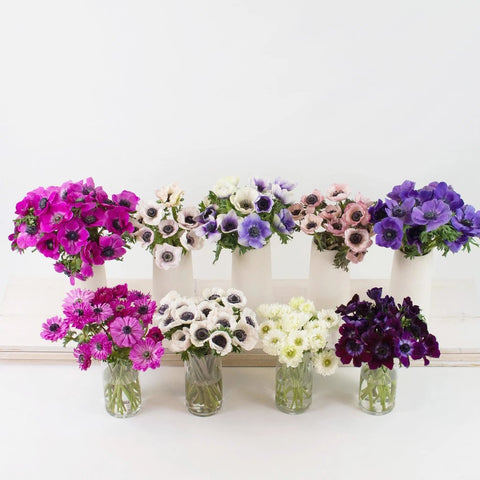 Delicate Multicolor Anemone DIY Flower Kit Recipe
