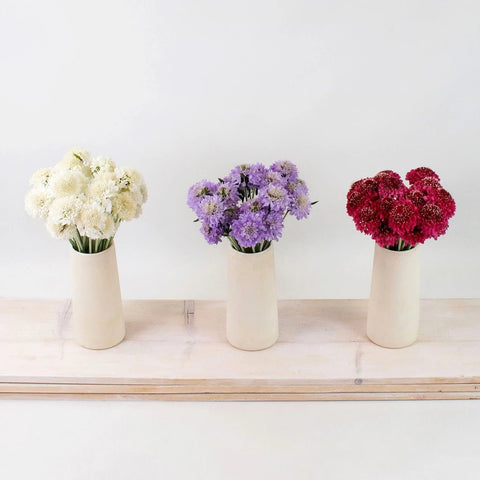 Delicate Multicolor Scabiosa DIY Flower Kit Recipe