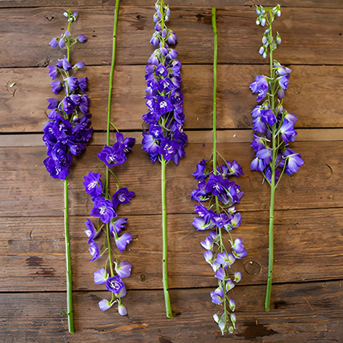 Delphinium Asia Elatum Purple Blue Wholesale Flower FlatLay