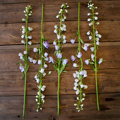 Delphinium Lavender Wholesale Flower FlatLay