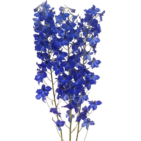 Delphinium Volkenfrieden Dark Blue Wholesale Flower FlatLay