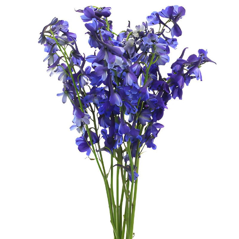 Delphinium Volkenfrieden Dark Blue Wholesale Flower In a vase