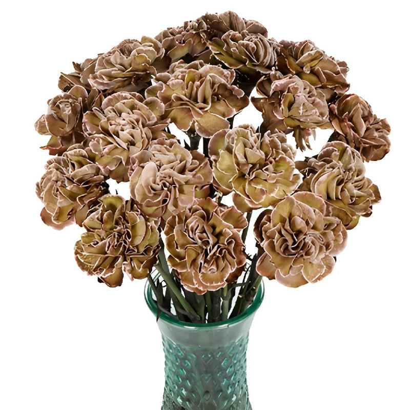 Dianthus Sepia Carnation Flowers In a vase