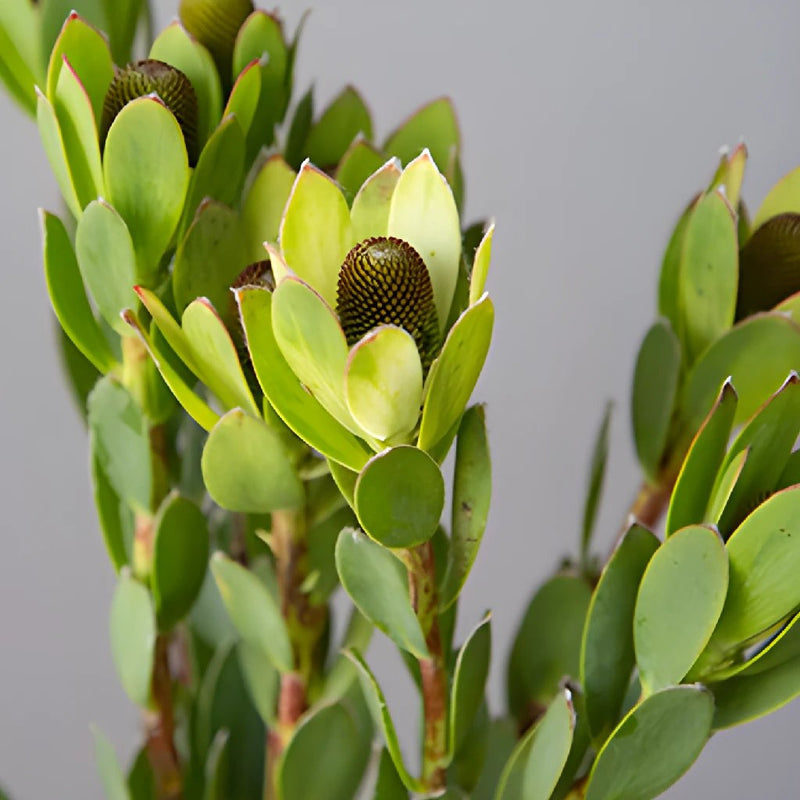 Unique Tropical Leucadendron Cone Bush