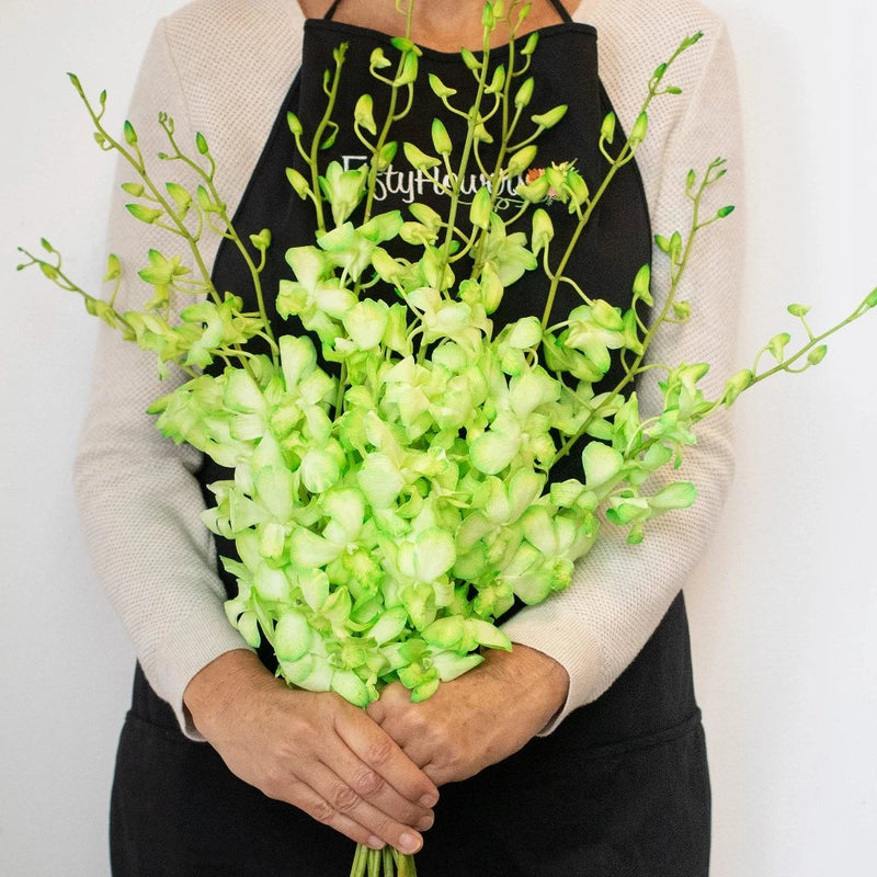 Orchids Green Wholesale Flower Bunch In a Hand