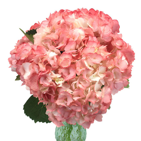 Airbrushed Sunkissed Hydrangea Wholesale Flower Bunch in a Hand