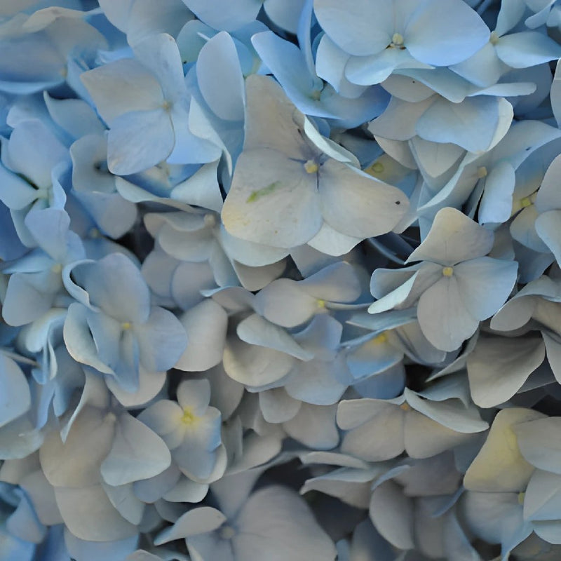 Jumbo Dark Blue Hydrangea Wholesale Flower Up close