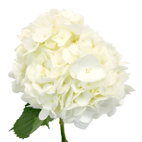 Hydrangea Ivory White Flower Express Delivery Wholesale Flower Bunch in Hand