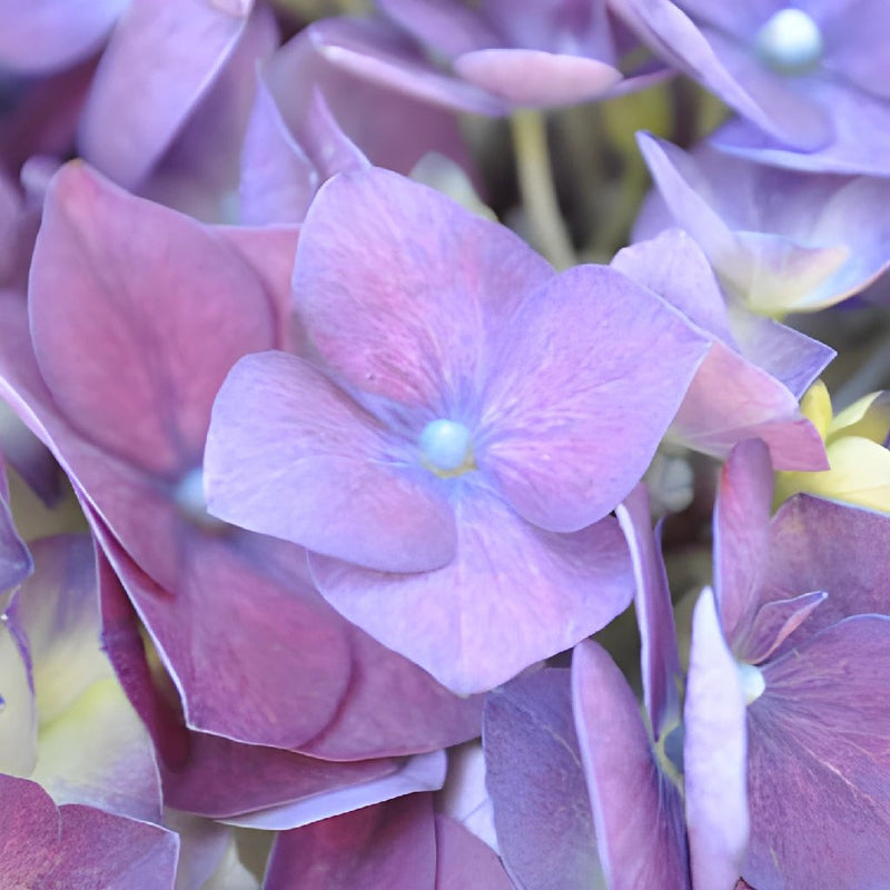Lavender Blue Hydrangea Wholesale Flower Bloom Close up