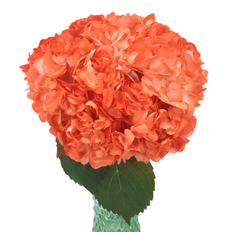 Orange Airbrushed Hydrangea Wholesale Flower Bunch